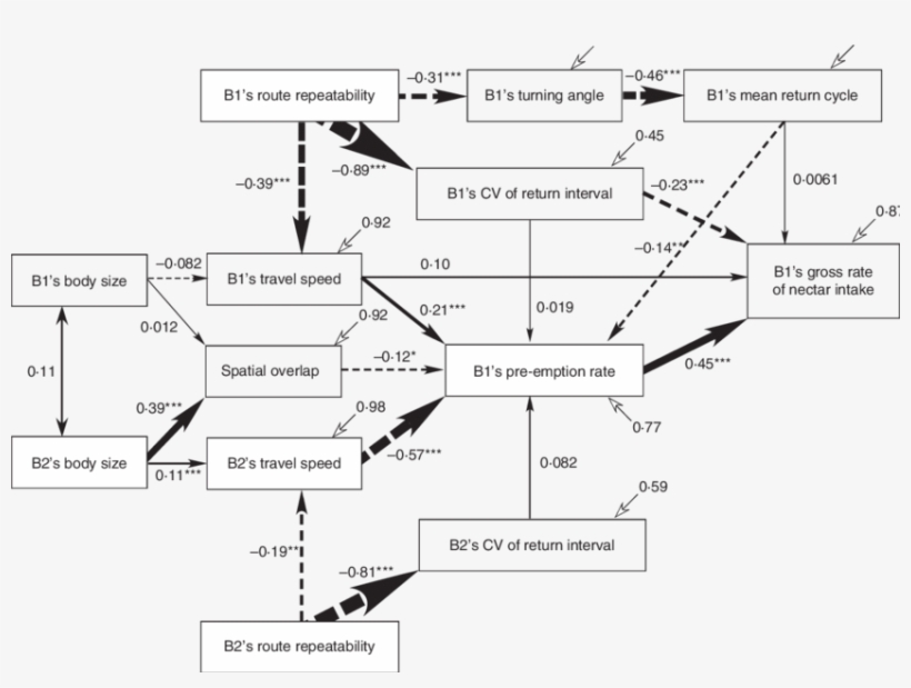 Bumble Bees During The Competition Phase In Ohashi - Diagram, transparent png download