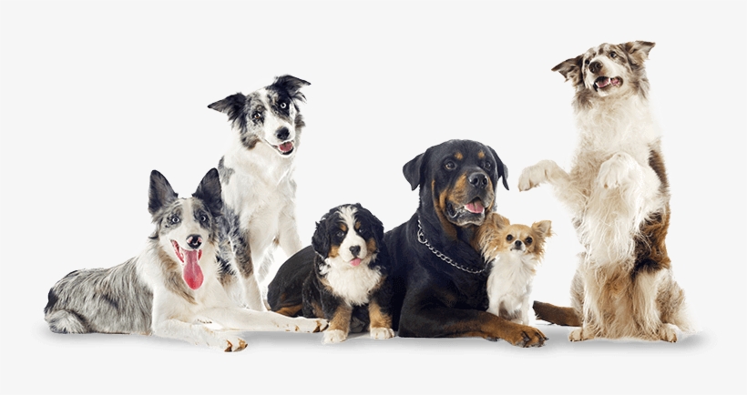 Microchipping - Farm Animals And Pets, transparent png download
