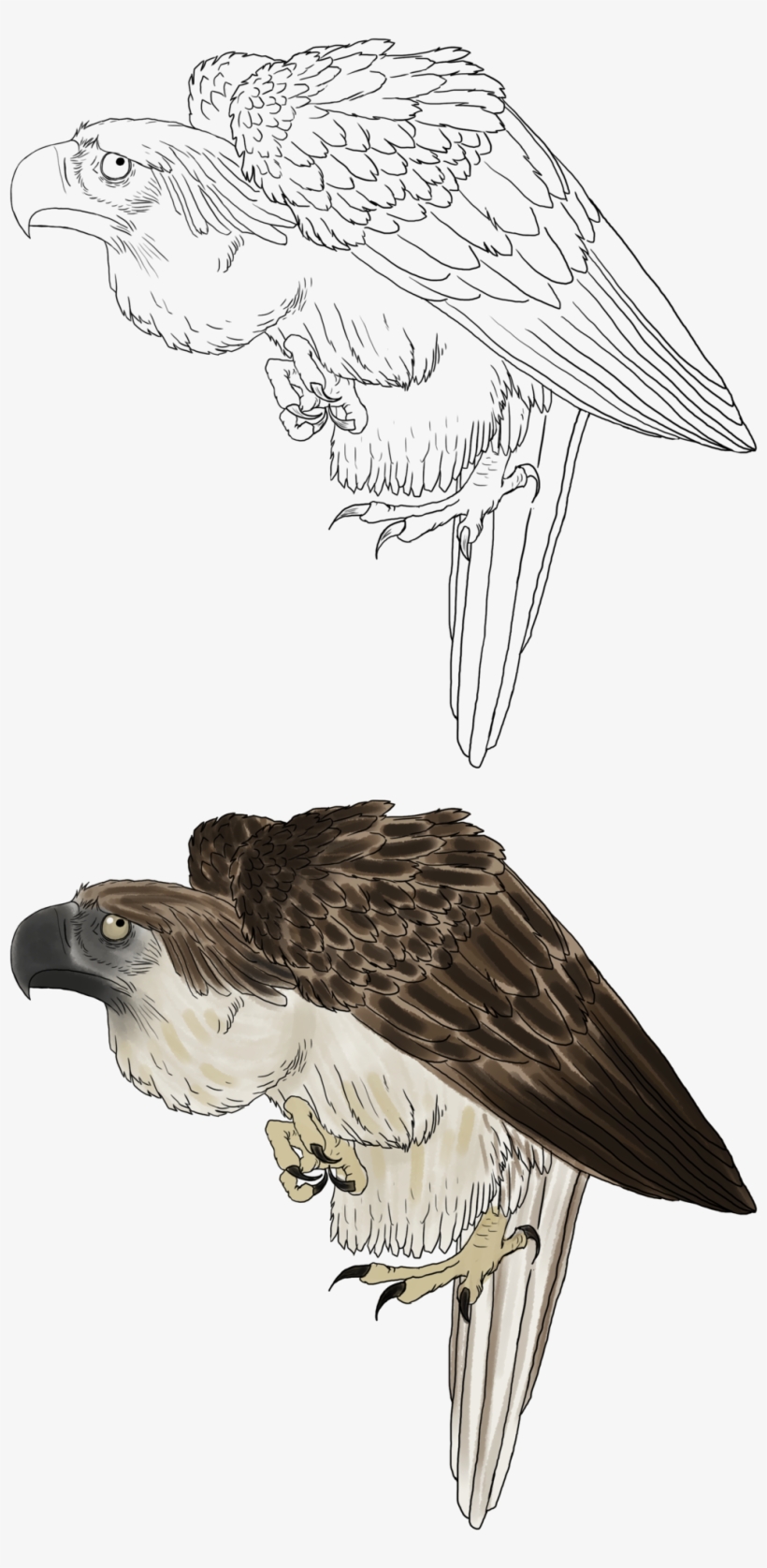 Phillipine Eagle Clipart Png - Osprey, transparent png download