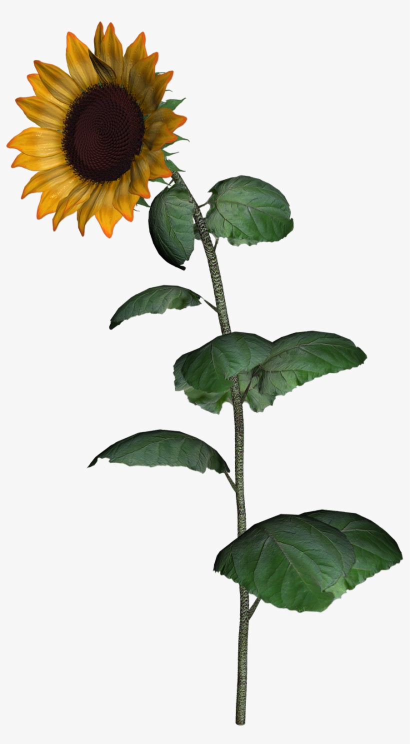 Sunflower Clipart With Leaf Png Images Transparent - Sunflower, transparent png download