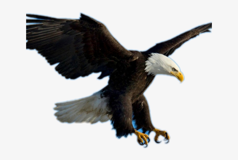 Bald Eagle Clipart Picsart - Águia Em Voo Png, transparent png download