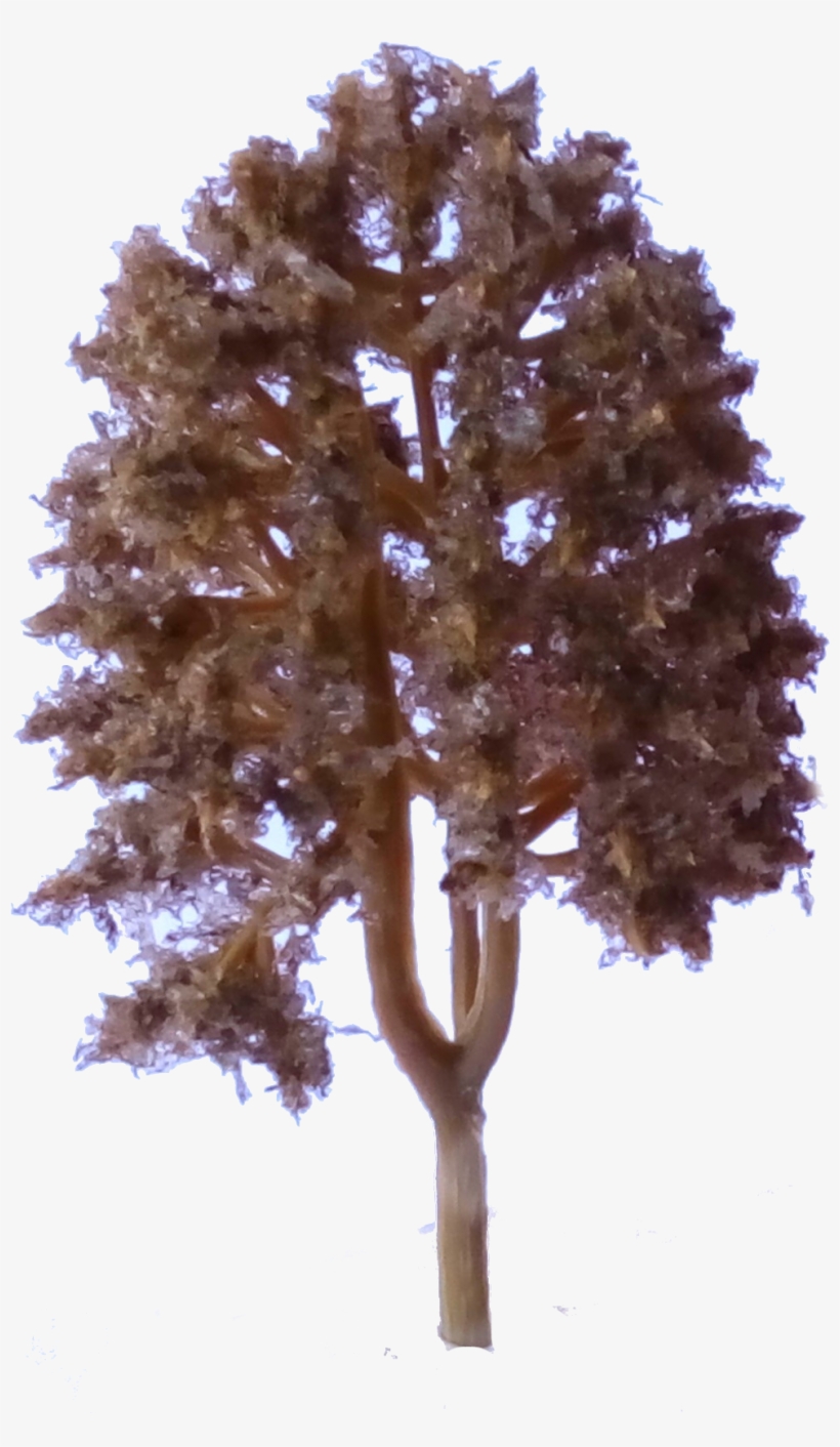 Arboles Bosque Arbol2 - Pond Pine, transparent png download