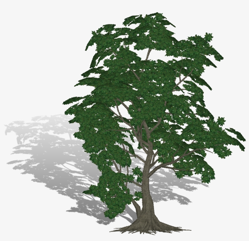 Khan Kna Wrote - Arbol De Caucho Png, transparent png download