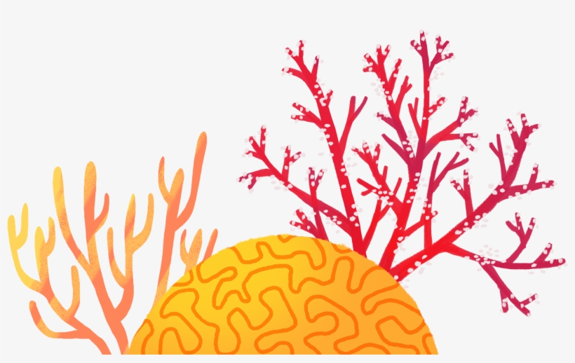 Coral Reefs Are Rich Ecosystems, Known As The Rainforests, transparent png download