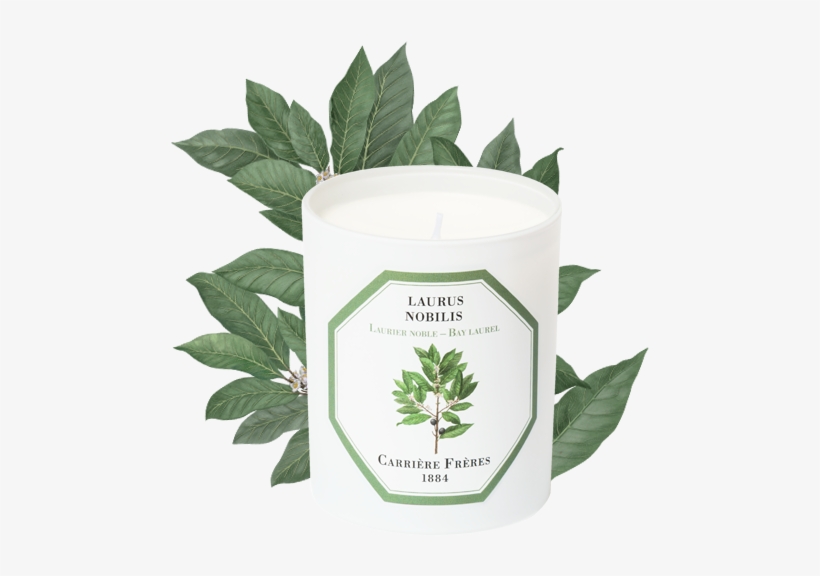 Bay Laurel - Cannabis, transparent png download