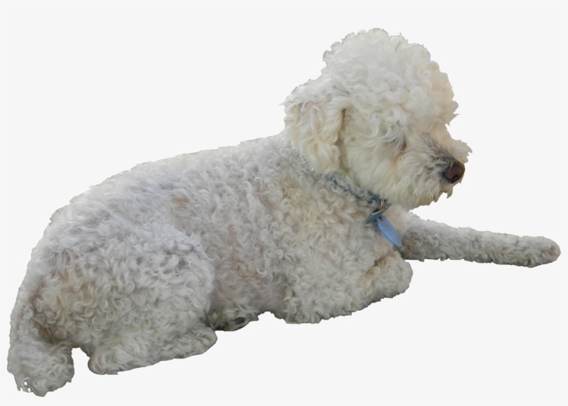 Poodle Png - Perro Acostado Png, transparent png download