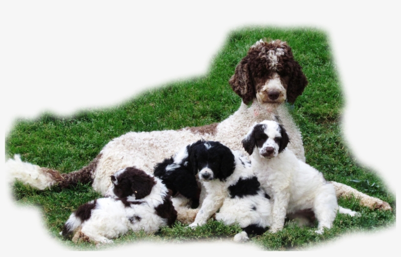 Apricot & Cream Standard Poodles And Poodle Puppies - Standard Poodle Puppy Litter, transparent png download