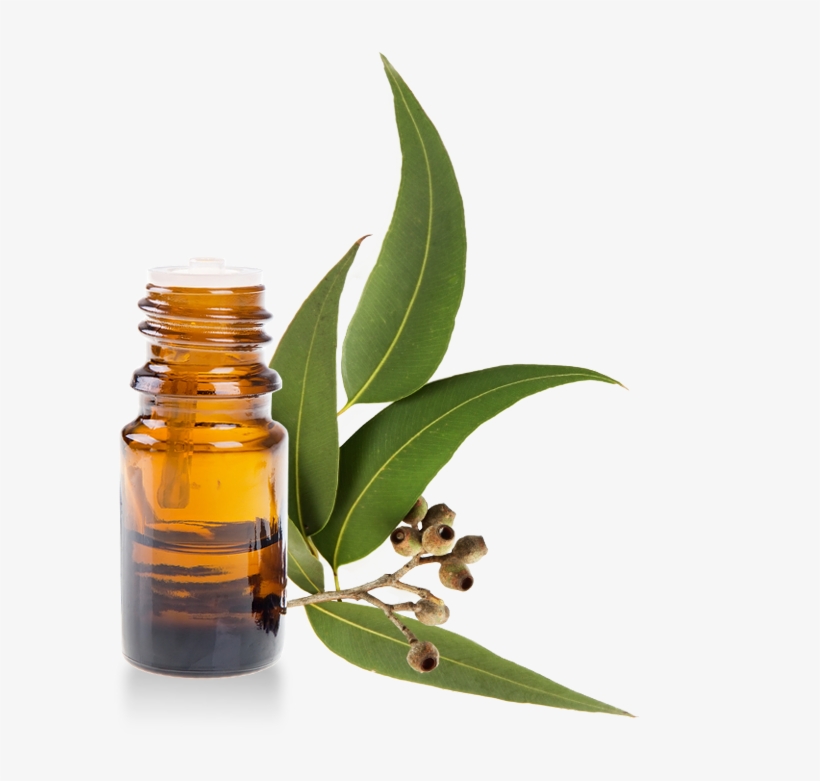 Organic Eucalyptus Essential Oil - Eucalyptus Essential Oils, transparent png download