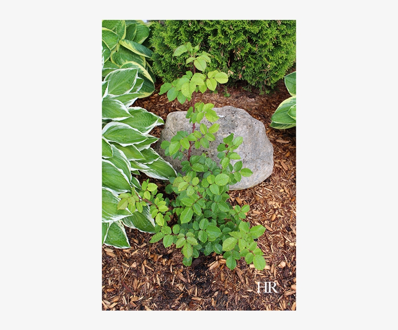 Our Ten-ten Hybrid Tea Rose Bush - Houseplant, transparent png download