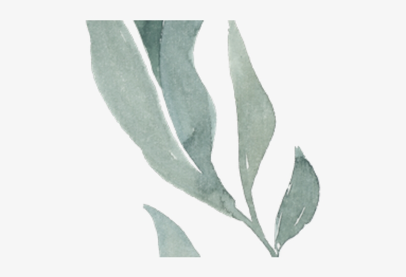 Eucalyptus Clipart Transparent - Magnolia, transparent png download