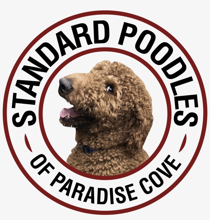 Standard Poodles Of Paradise Cove - Standard Poodle, transparent png download