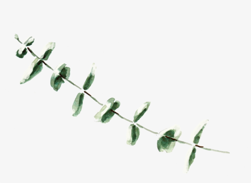 Eucalyptus 3 - Barbed Wire, transparent png download