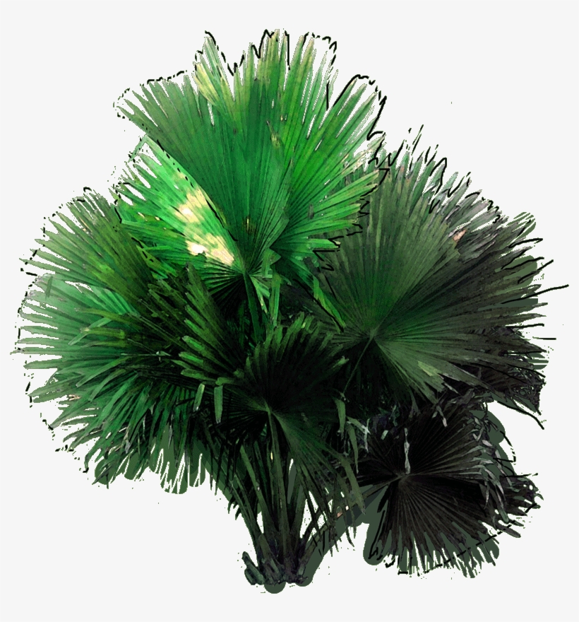 19 214173 Elaeocarpus Decipiens W 23 Jan 2019 - Borassus Flabellifer, transparent png download