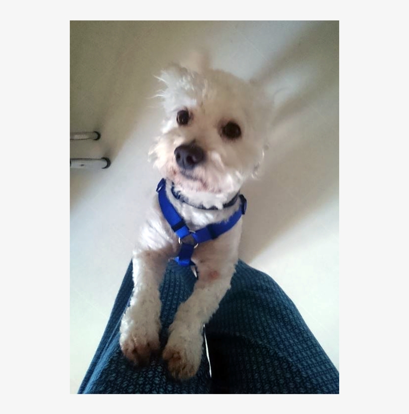 Gadget Is A 3 Year Old, Neutered Male Poodle - Toy Poodle, transparent png download