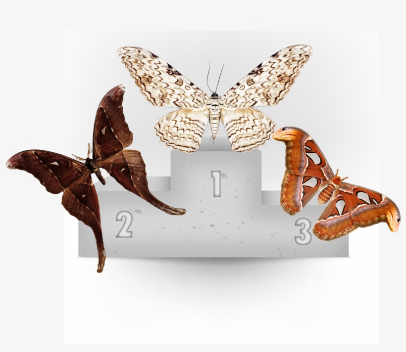 Congrats To The White Witch Moth For Being The Largest, transparent png download