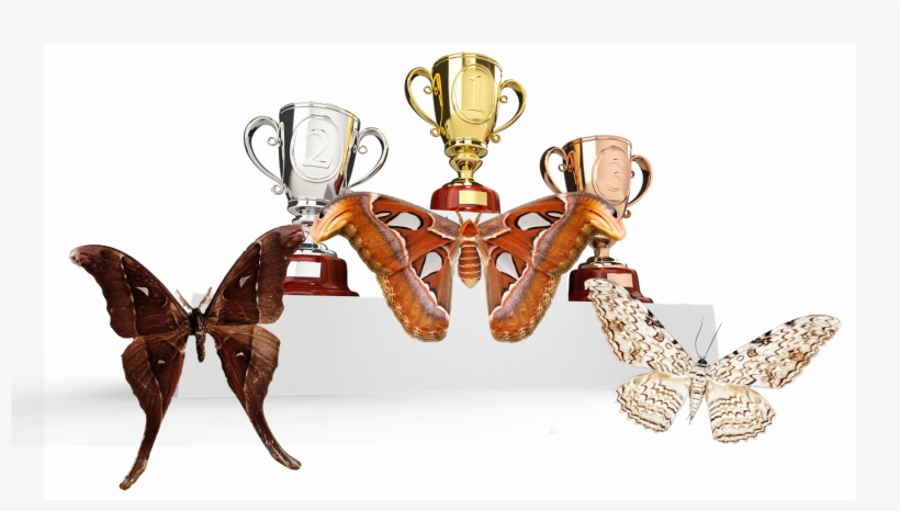 A Close Call, But The Atlas Moth Managed To Clinch, transparent png download