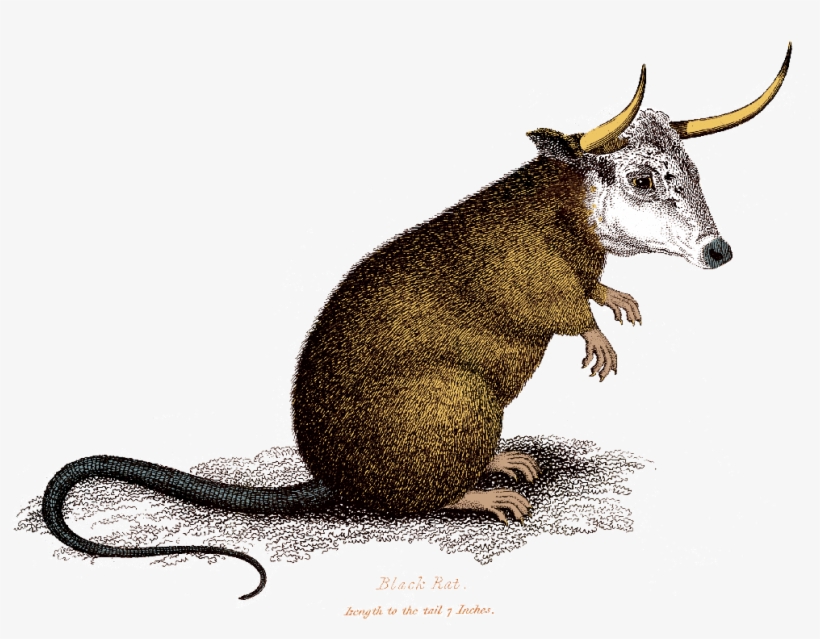30 Maria José Jeannin, Solo Harp - Rodent, transparent png download