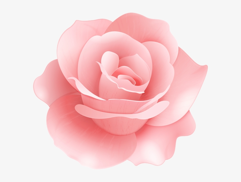 Soft Rose Flower Clip Art Image - Japanese Camellia, transparent png download