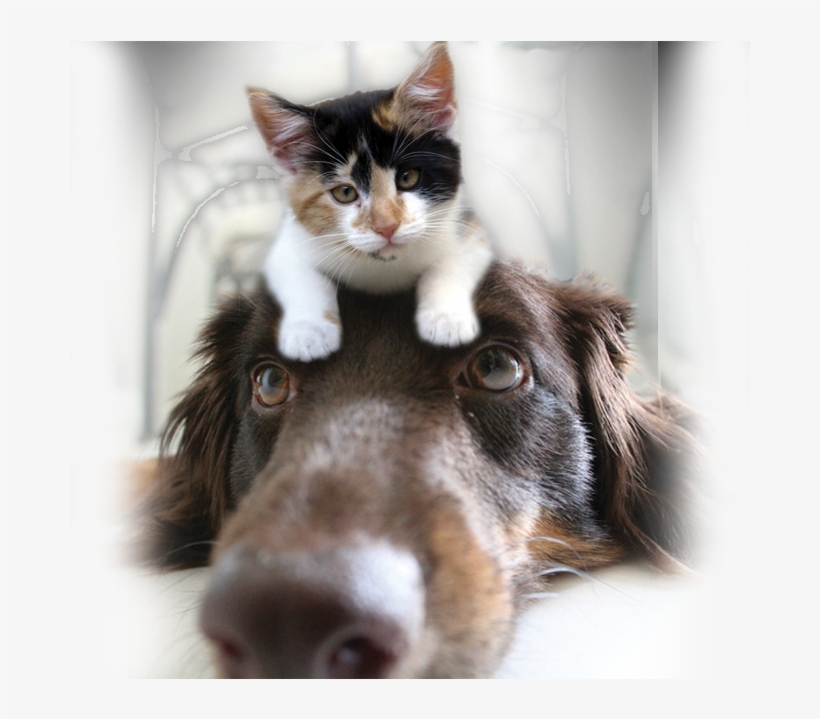 Pet Sitting, Dog Walking And Home Watch In Mckinney, - Visual Puns In Photoshop, transparent png download