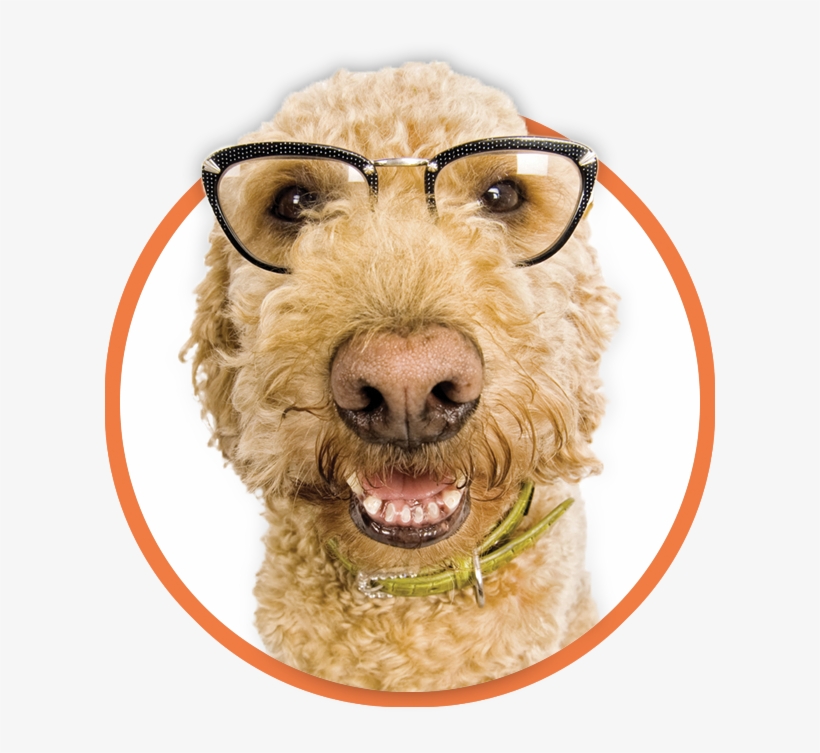 Orlando Pet Sitting & Dog Walking Services At Your - Airedale Terrier, transparent png download
