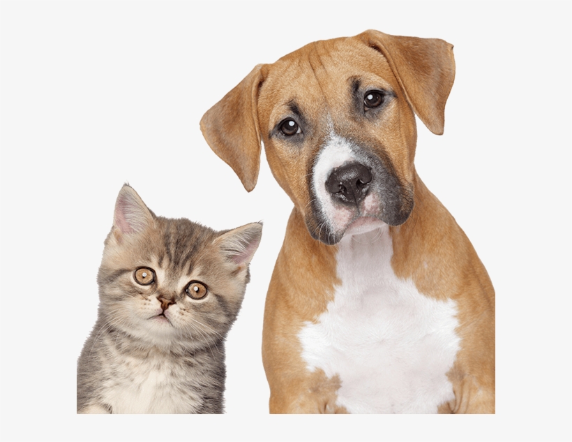 Your Critters Deserve The Best Sitters - Dogs Or Cats, transparent png download