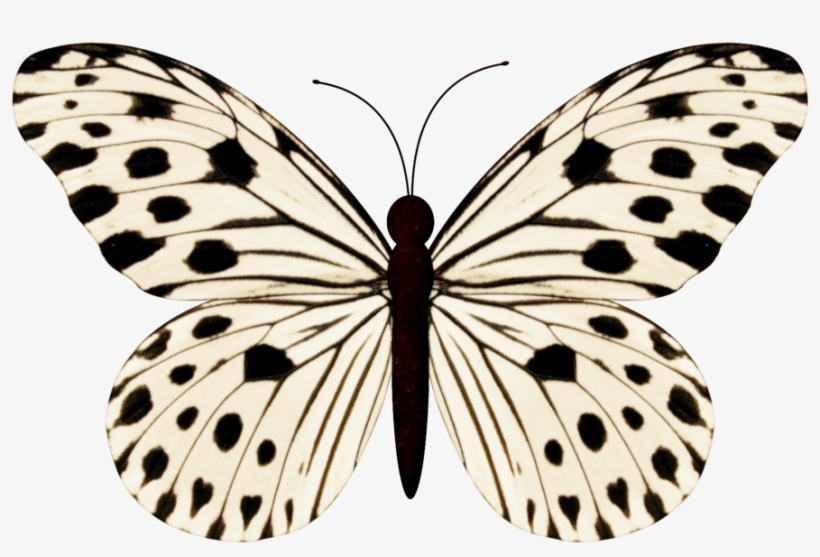 9 Butterfly Drawing, Butterfly Images, Butterfly Wings - Small Wood Nymph Butterfly, transparent png download