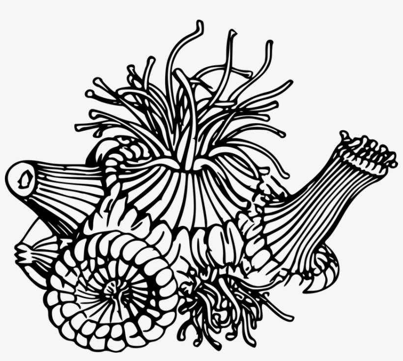 Silhouette, Etching, Engraving, Chalk Out, Print, Art - Hải Quỳ Hình Vẽ, transparent png download