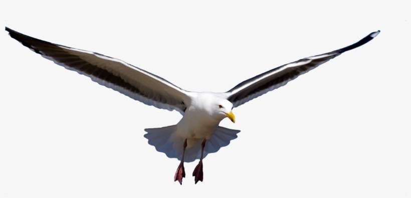 Download Png Image Report - Чайка Клипарт, transparent png download