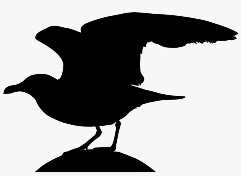 Download Png - Seabird, transparent png download