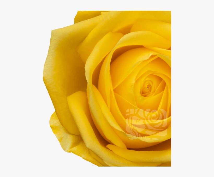 Yellow Roses - Floribunda, transparent png download