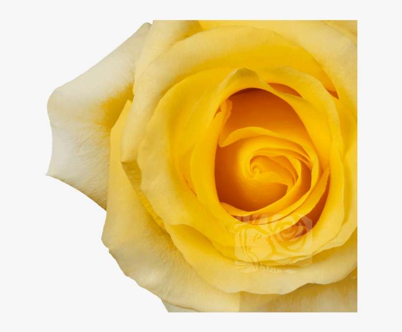 Yellow Roses - Floribunda, transparent png download