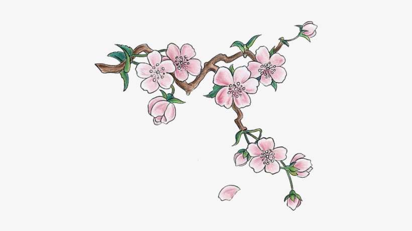 Cherry Blossoms - Cherry Blossom Png, transparent png download