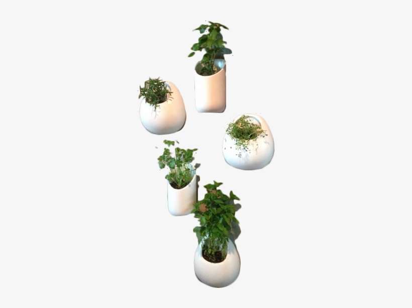 Houseplant, transparent png download