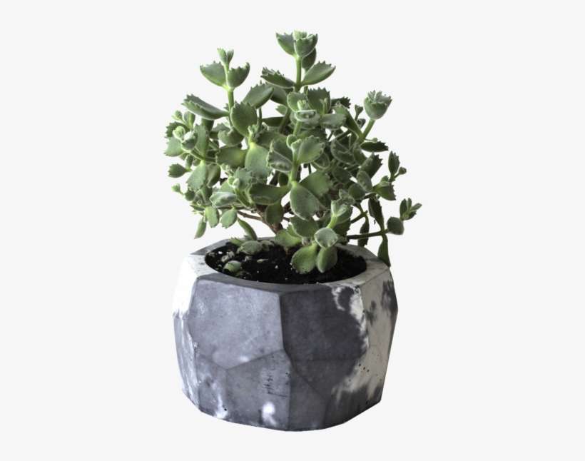 Succulent Planter Diy - Flowerpot, transparent png download