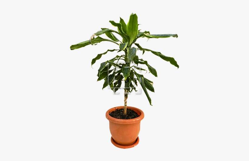 Parent Category - Tree, transparent png download