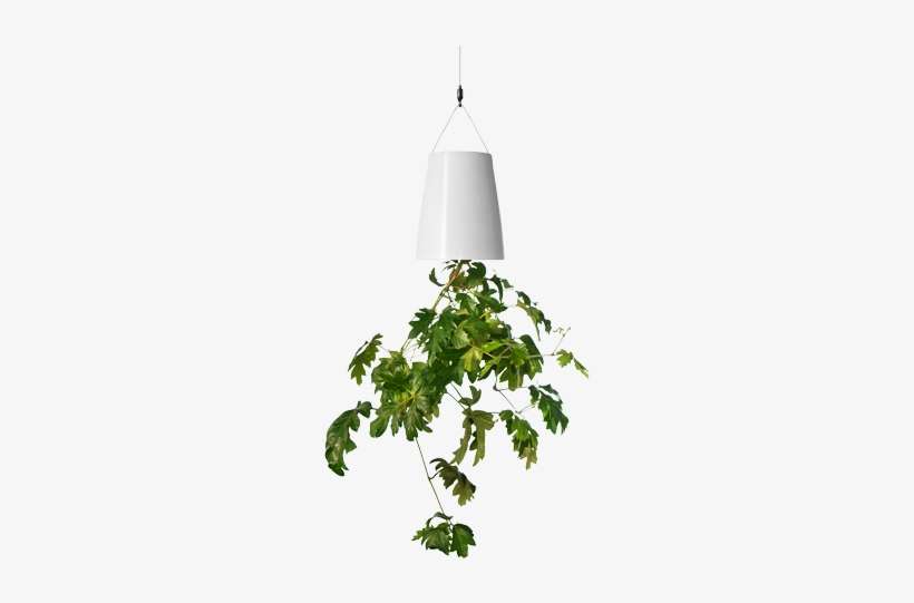 Boskke Sky Planter - Up Side Down Plant, transparent png download