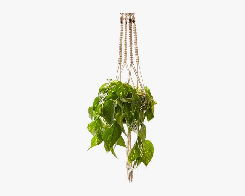 Transparent Hanging Basket Png, transparent png download