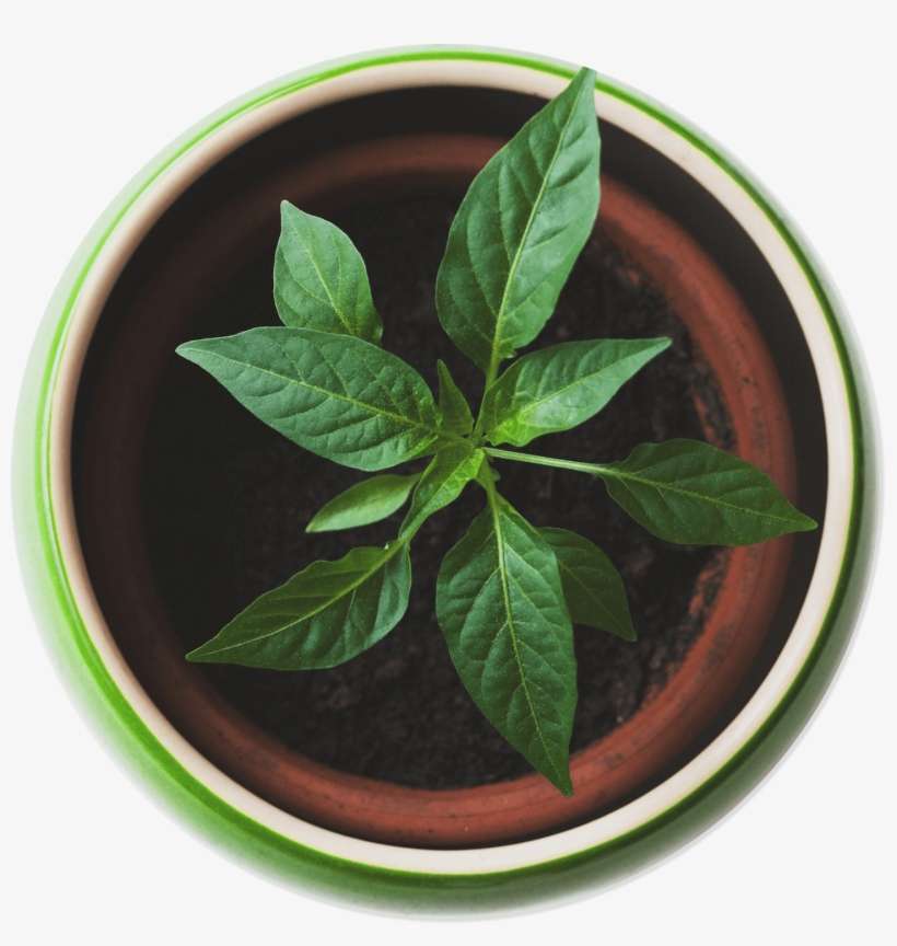 Café Evergreen - Plant Top View Png, transparent png download