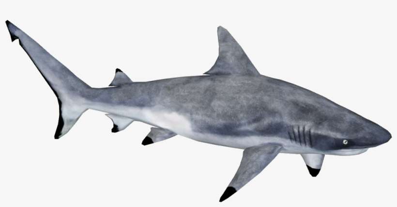 Gray Reef Shark - Grey Reef Shark Png, transparent png download