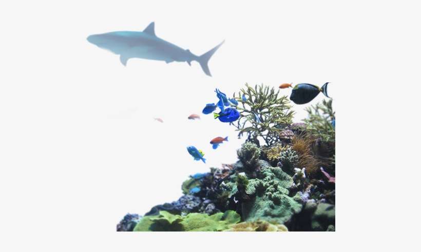 43 Pm 683255 Drnuke Overlay Reef 02 9/30/2016 - Great White Shark, transparent png download