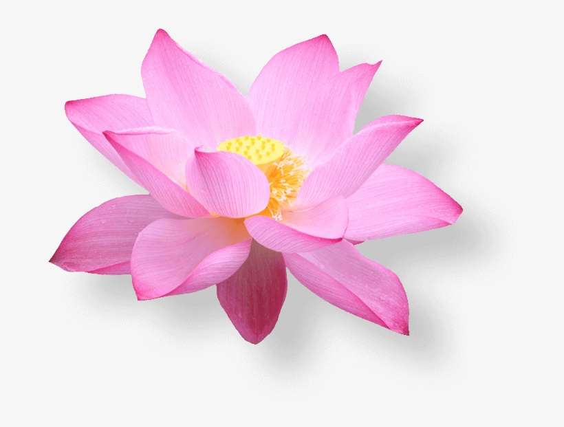 This Heading Is Ok - Lotus Flower Vietnam Png, transparent png download