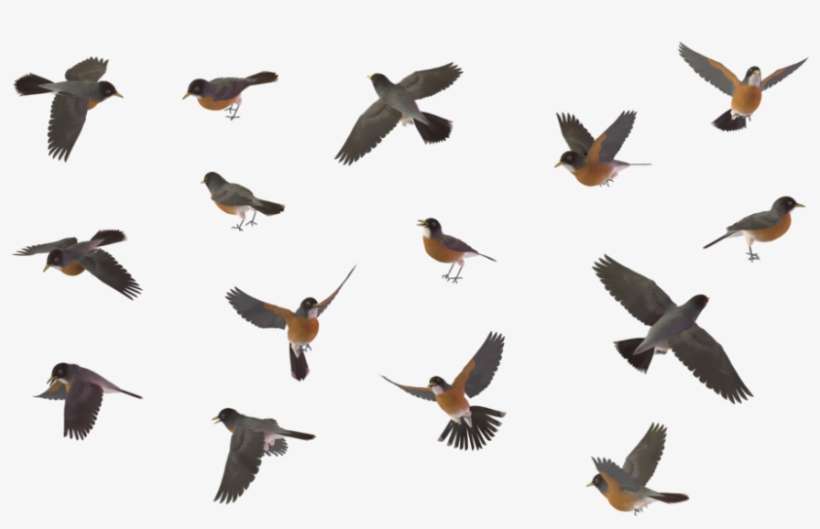 Download American Robin Png Hd For Designing Use - Bird Set Png, transparent png download