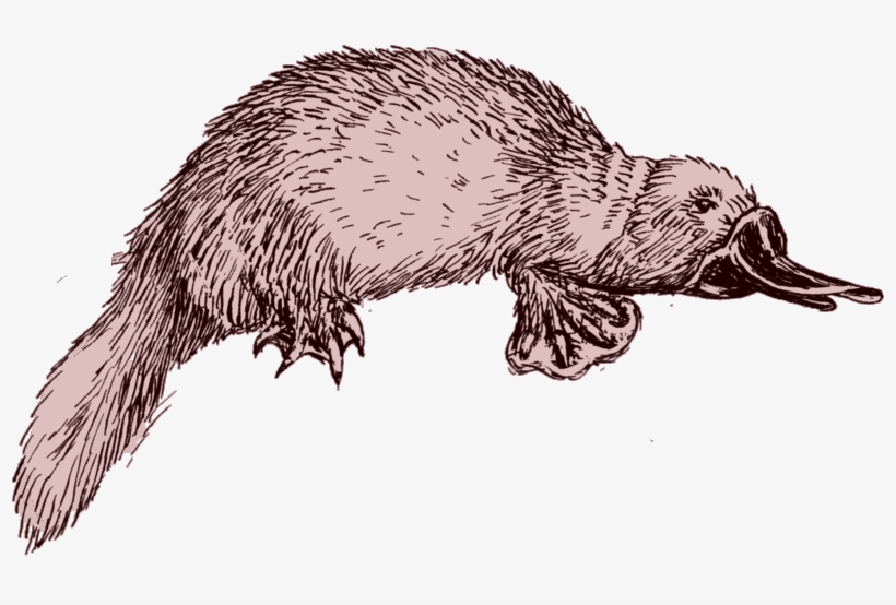 Preview - Drawing Platypus, transparent png download