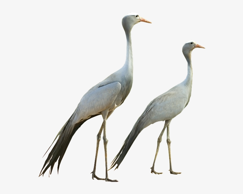 Gru Del Paradiso / Blu Crane / Paradieskranich - Gru Paradiso, transparent png download