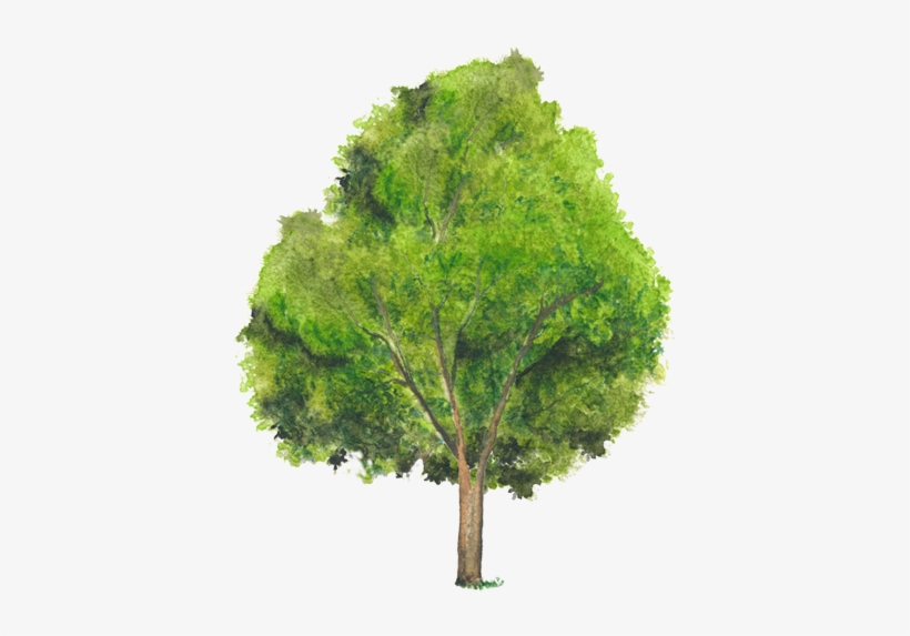 Pond Pine, transparent png download
