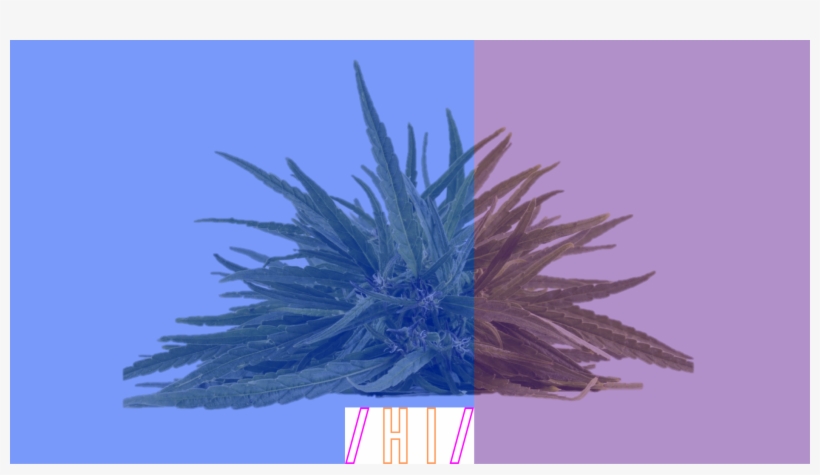 Blue Purple Banner Cropped - Cannabis, transparent png download