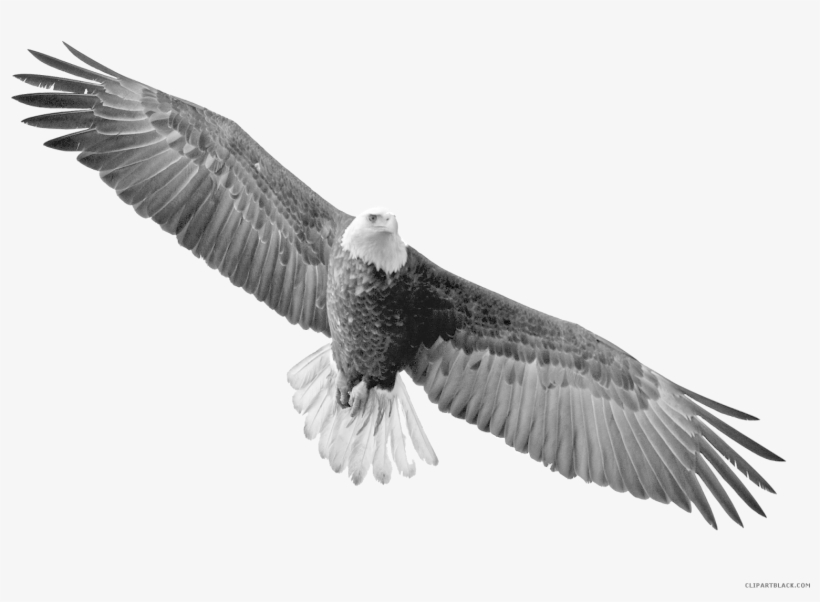 Clip Art Black And White Clipartblack Com Animal Free - Flying Eagle Transparent Background, transparent png download