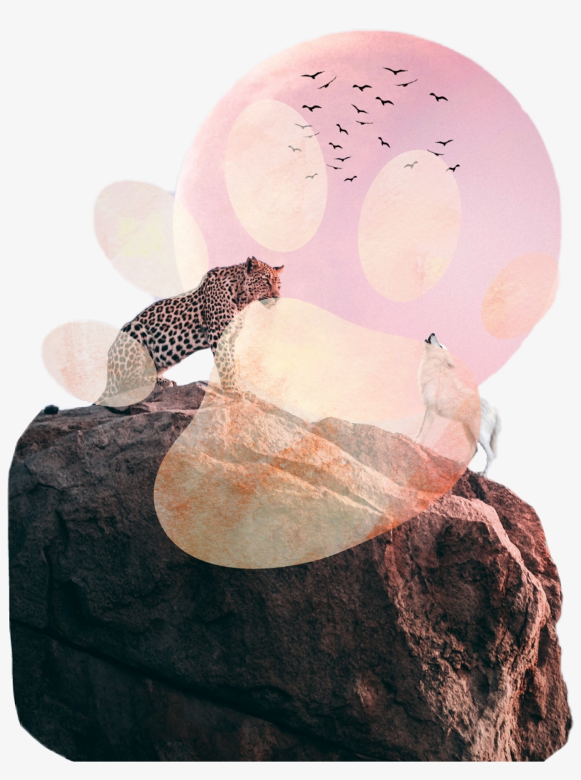 Report Abuse - Animals, transparent png download