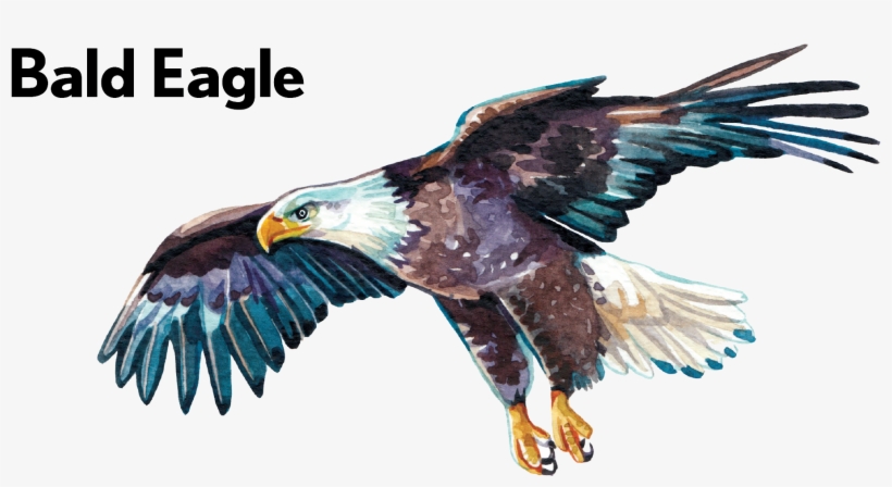 Bald Eagle-01 - Golden Eagle, transparent png download
