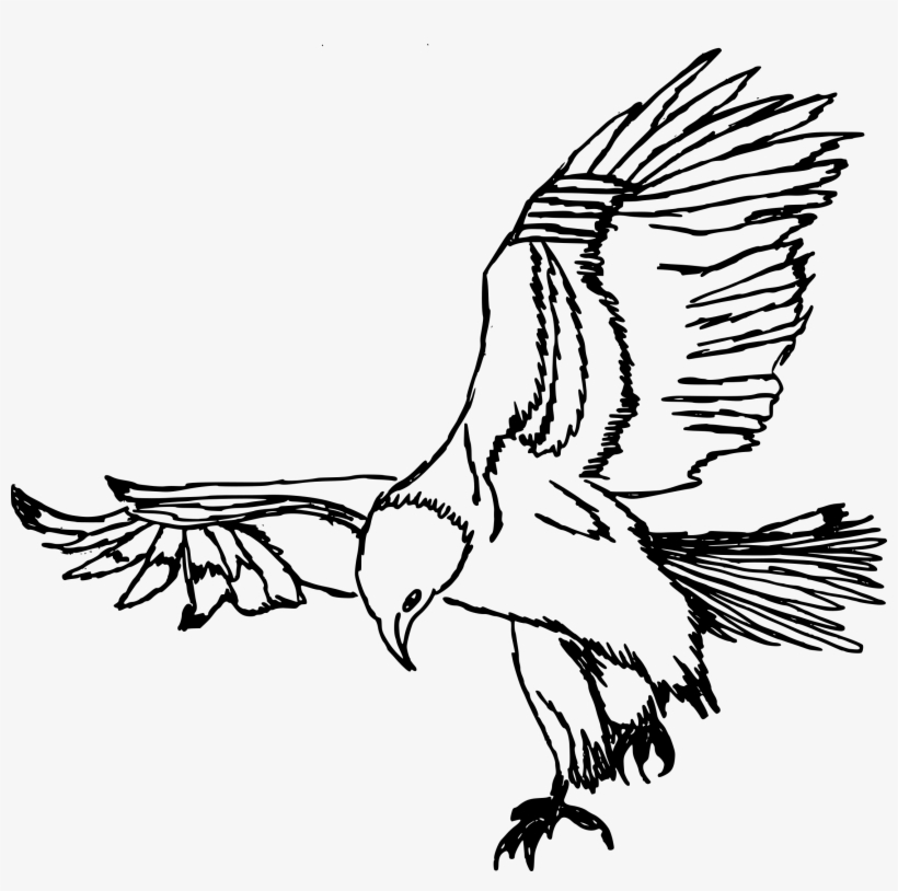 Free Download - Accipitridae, transparent png download
